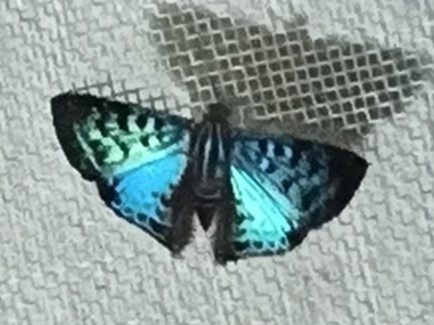 Periplacis splendida