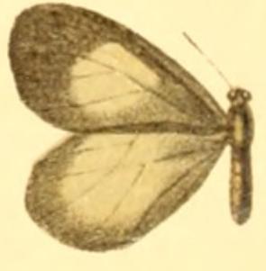 Styx infernalis