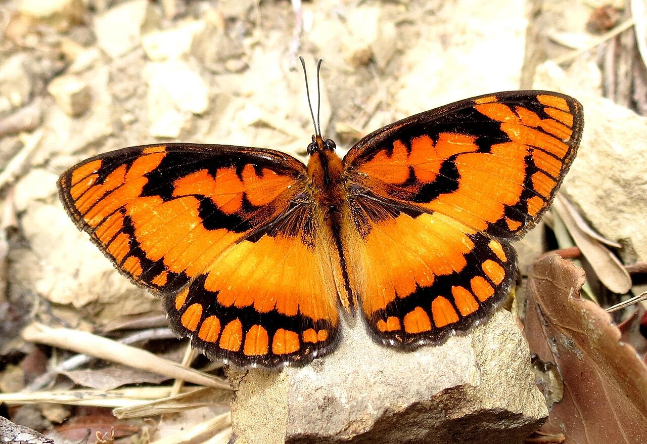 Byblia anvatara