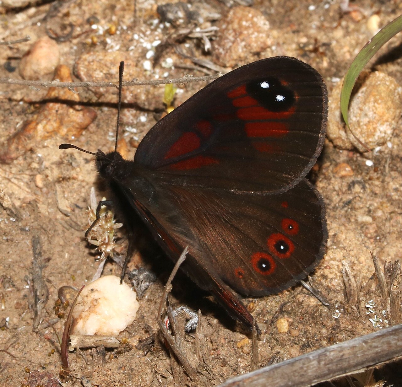 Spring Widow（Tarsocera cassus）