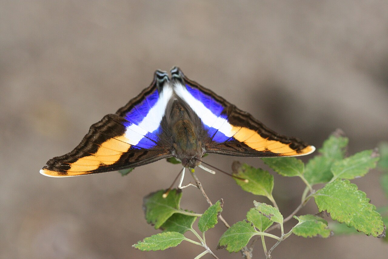 Doxocopa laure