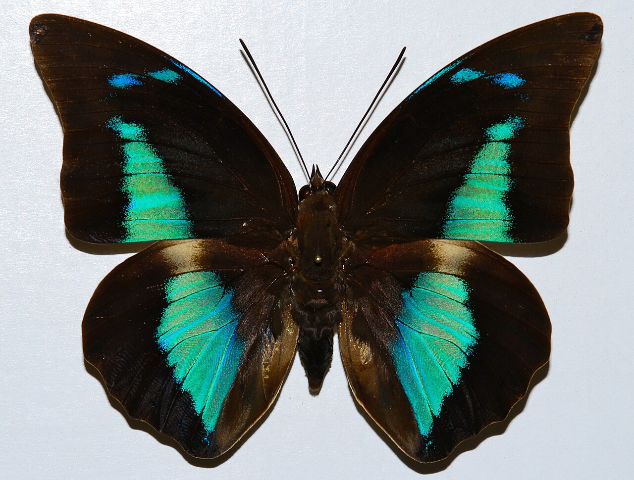 Doxocopa cherubina
