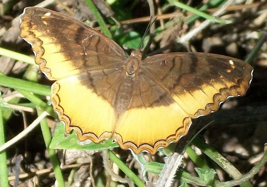 Eurytela dryope
