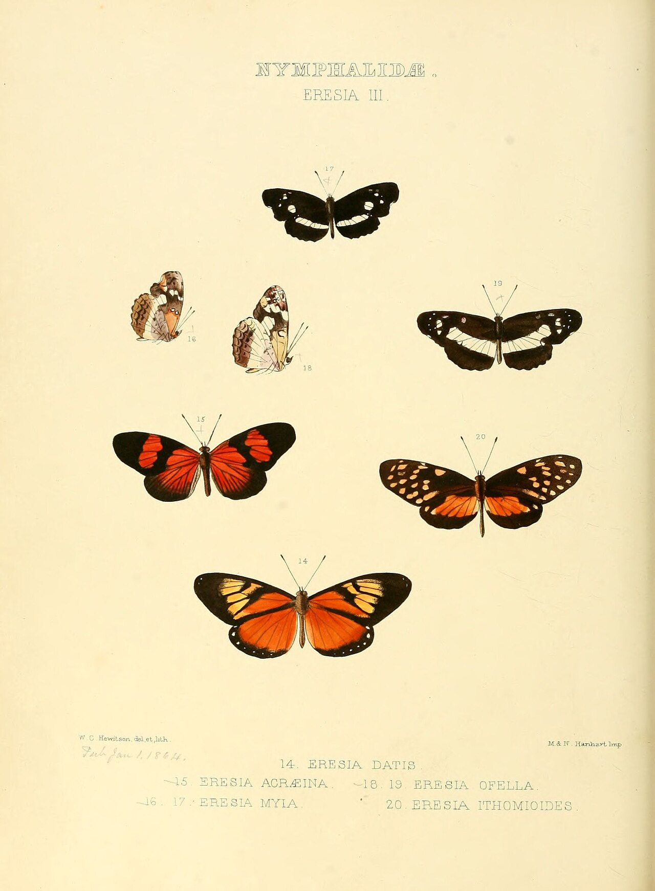 Castilia myia