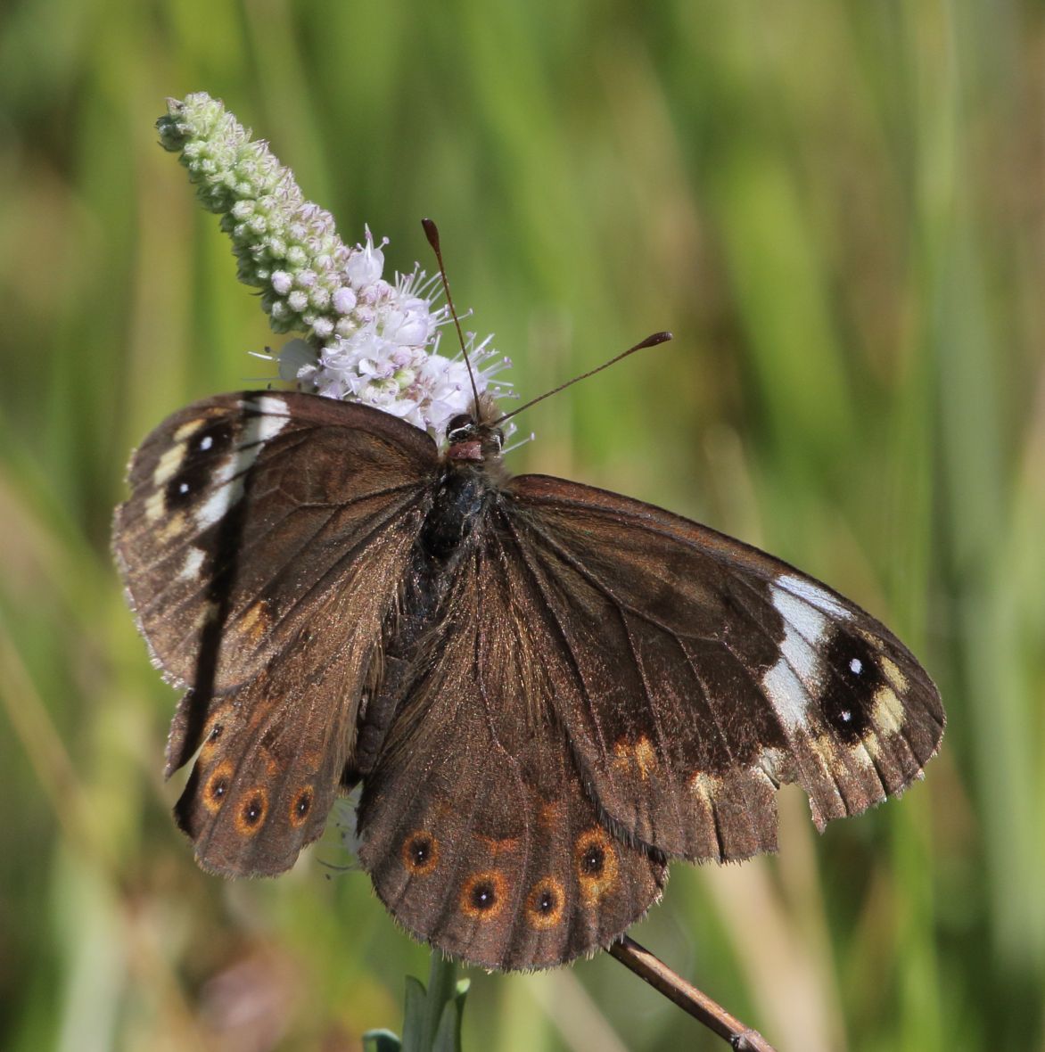 Torynesis magna