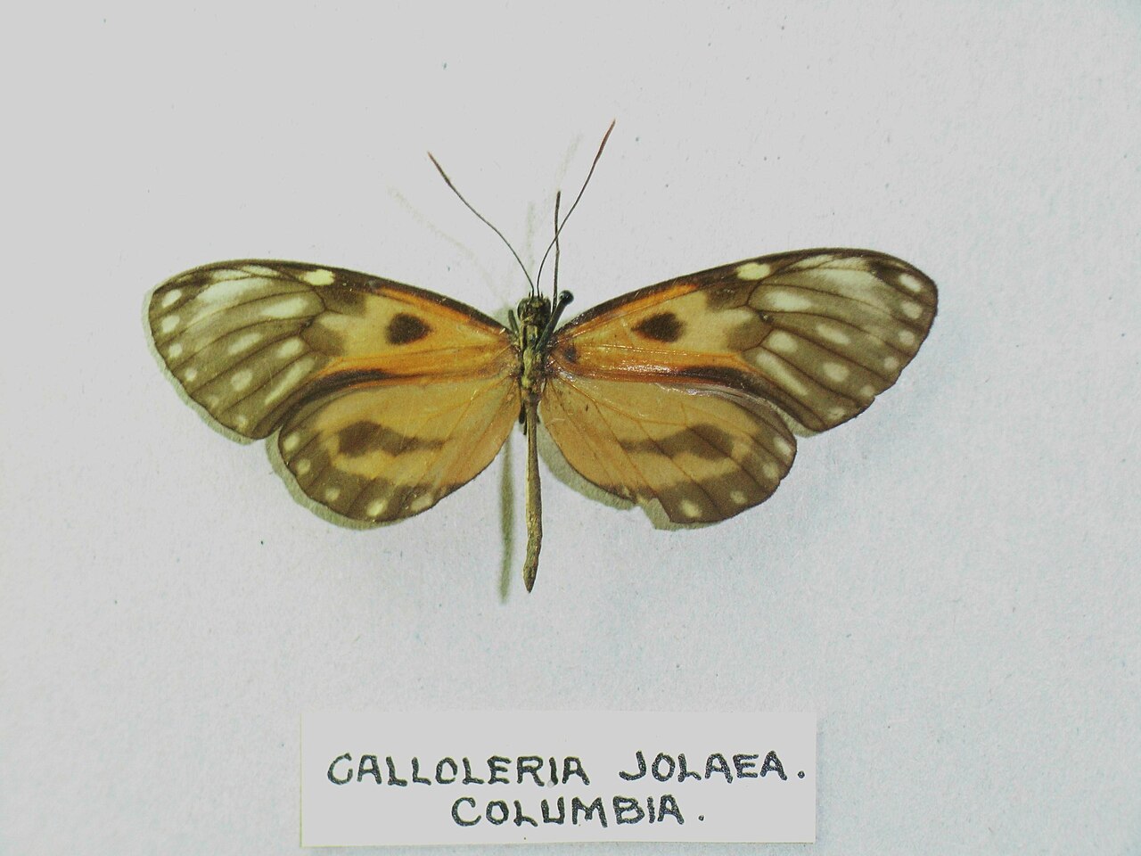 Ceratinia iolaia