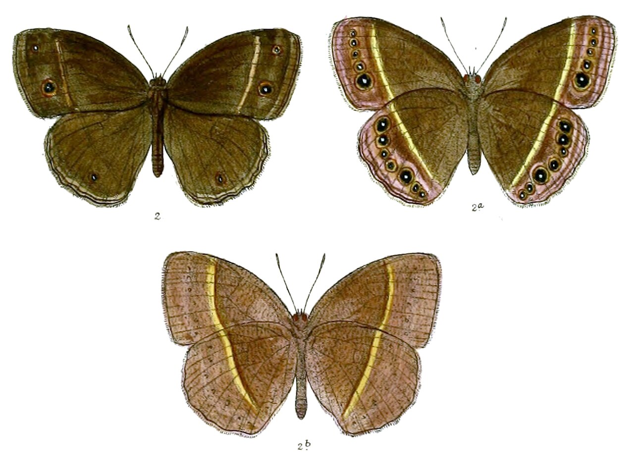 Mycalesis lepcha（珞巴眉眼蝶）
