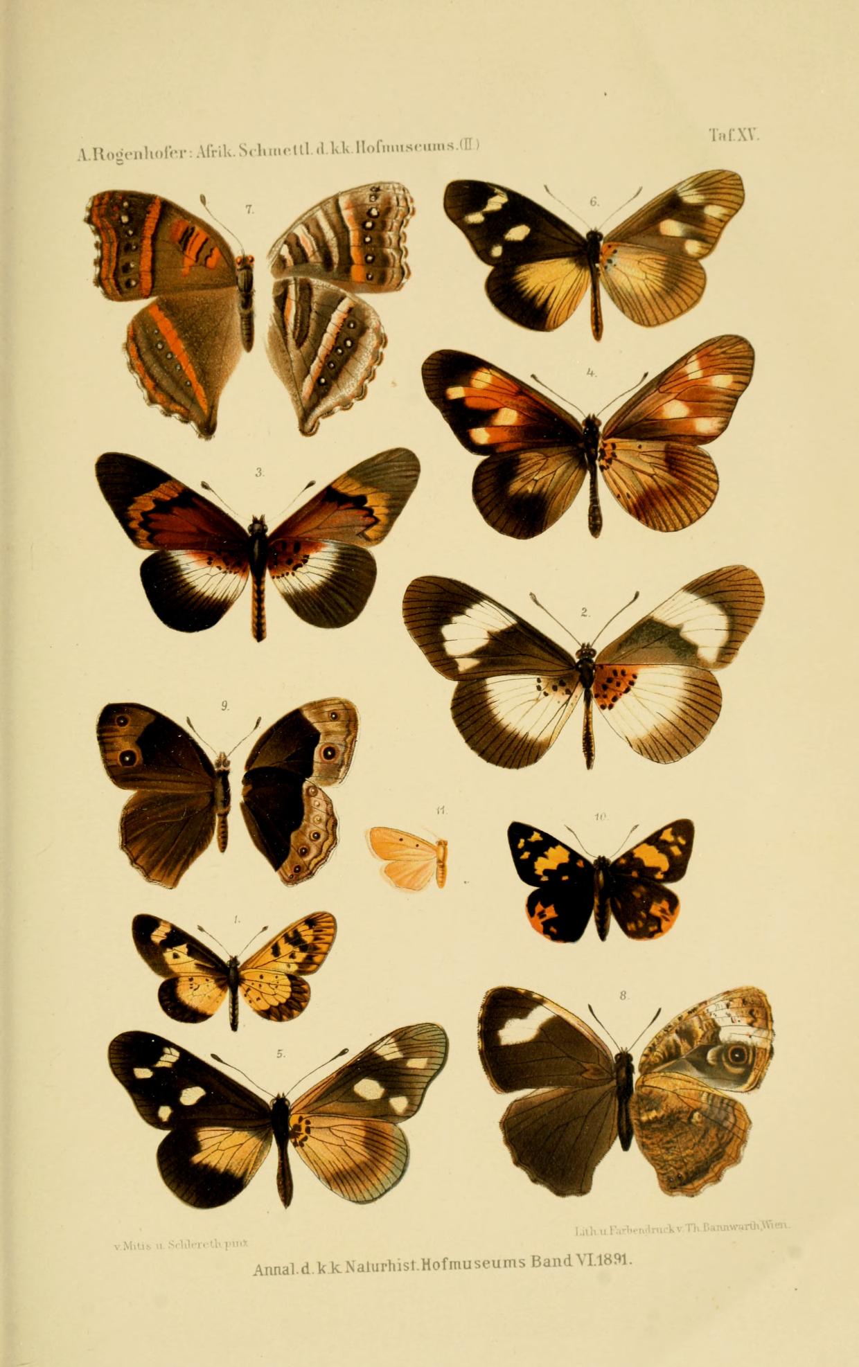 Mycalesis kenia