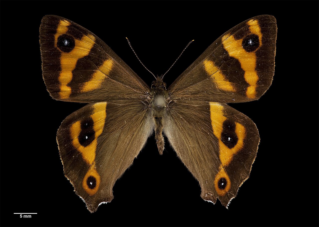 Dodonidia helmsii