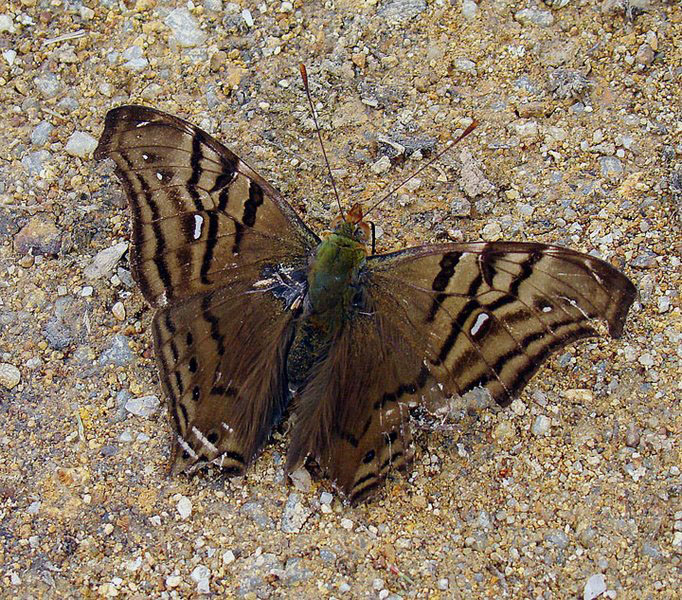 Hypanartia dione