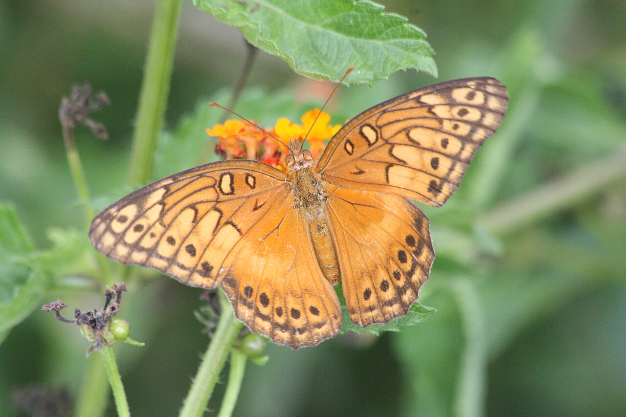 Euptoieta hegesia