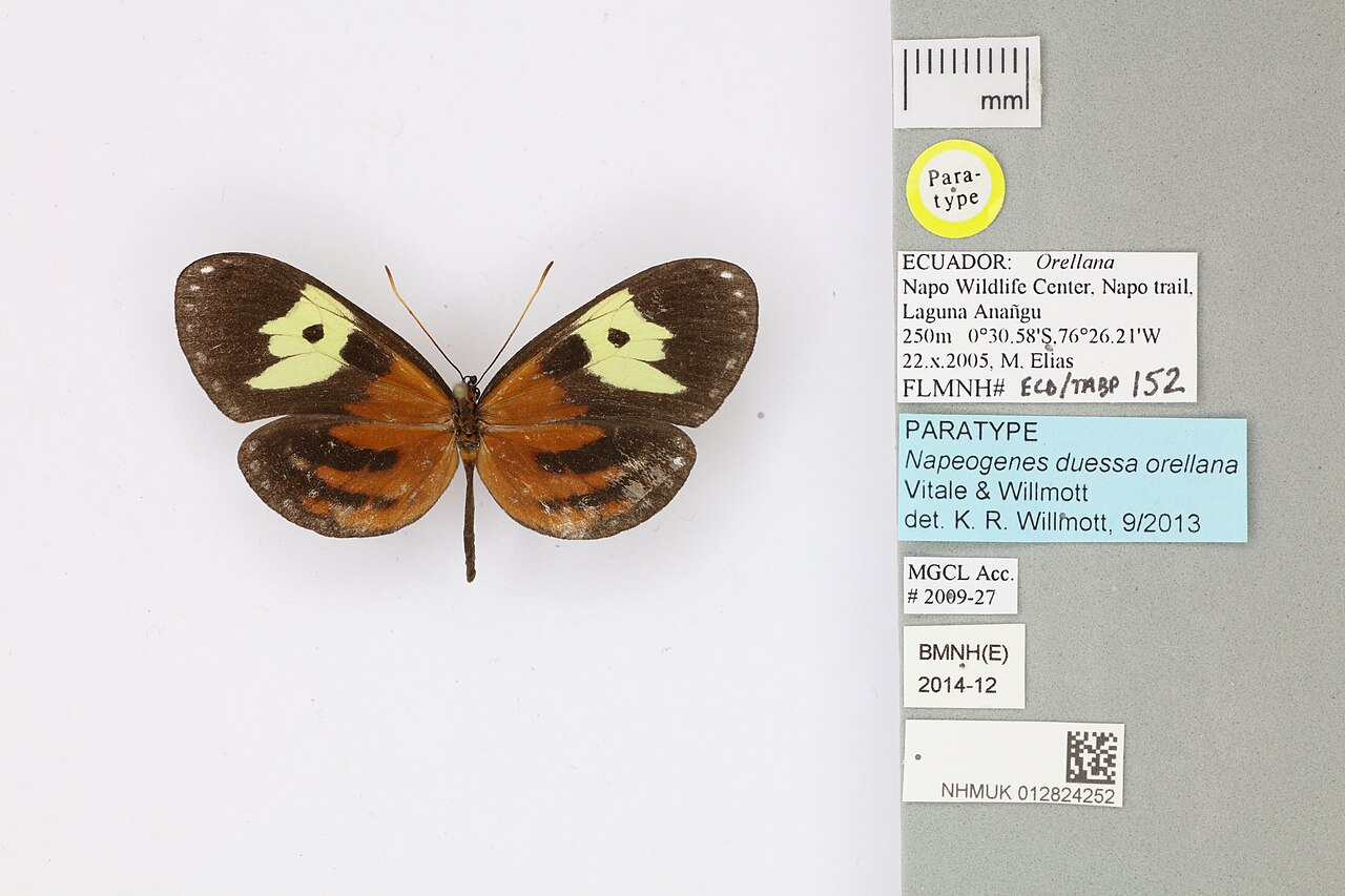 Napeogenes duessa