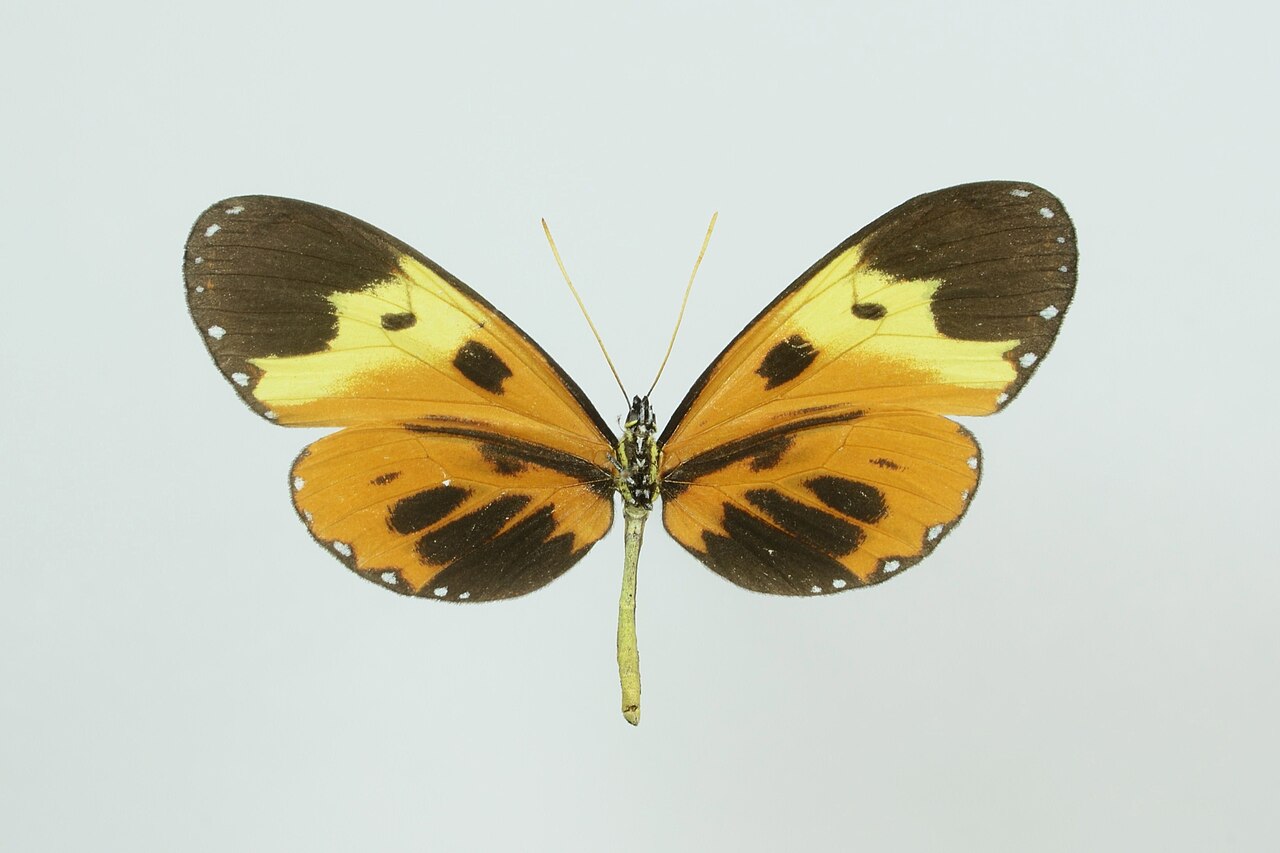 Napeogenes larina