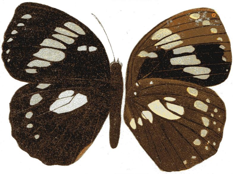 Godardia madagascariensis（马达加斯加圆蛱蝶）