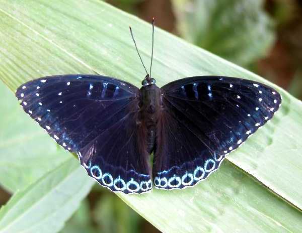 素饰蛱蝶（Stibochiona nicea）