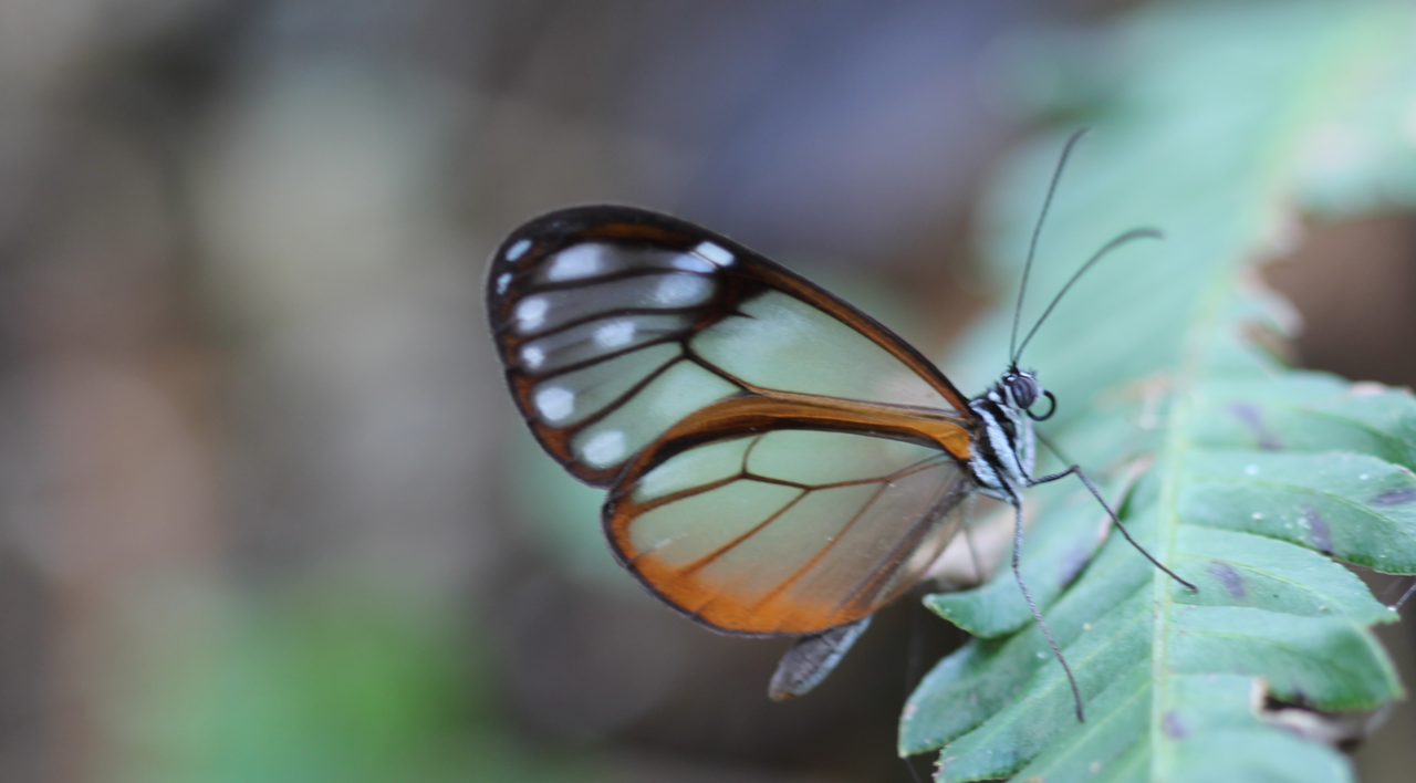 Greta andromica
