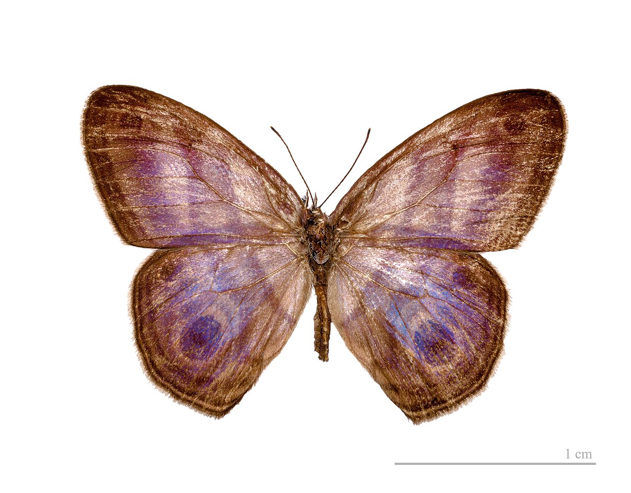 Chloreuptychia hewitsonii