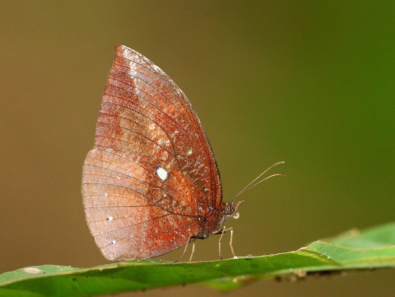 Elymnias penanga