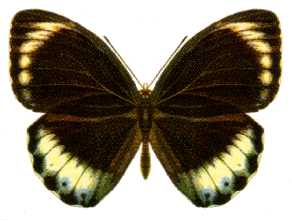 Elymnias agondas