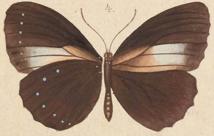 Elymnias cybele