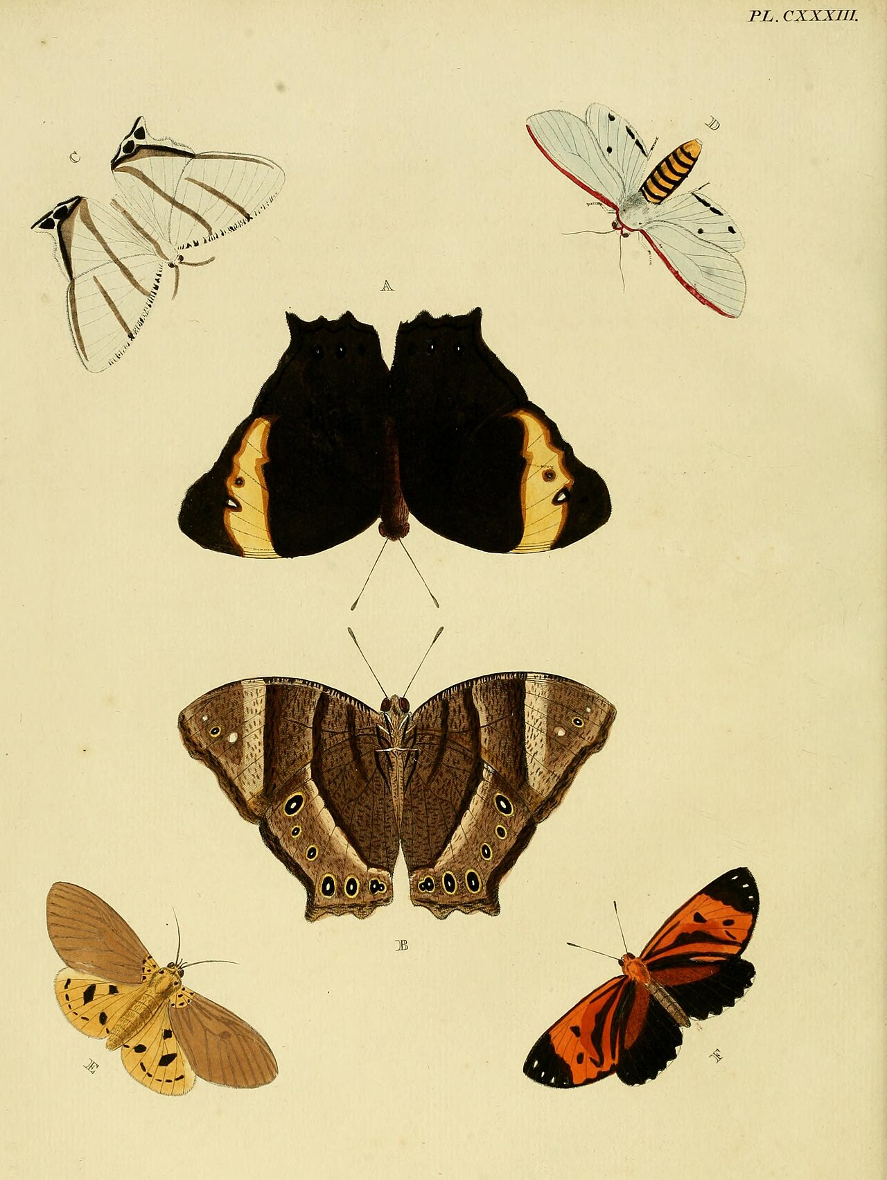 Melanitis constantia