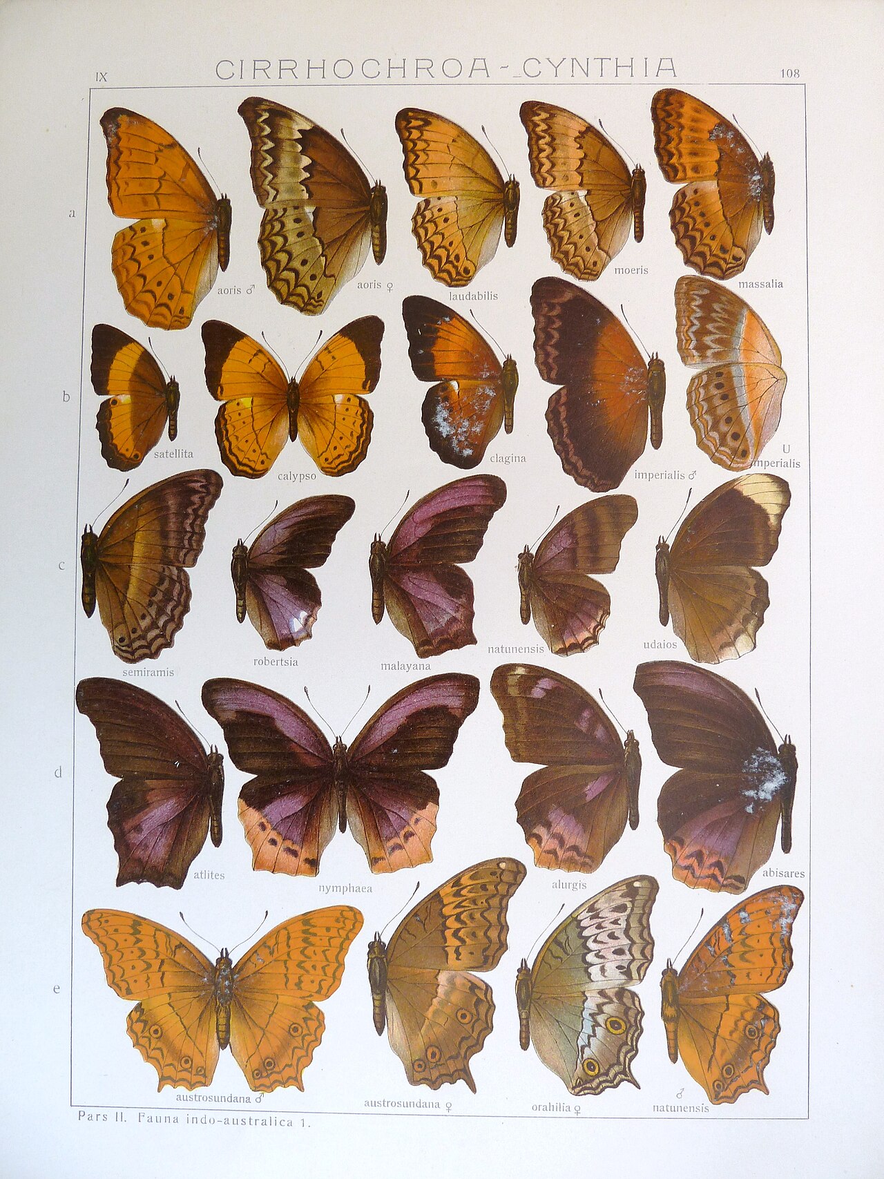 Terinos tethys