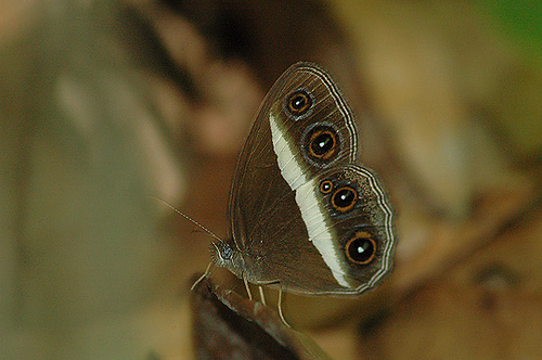 奥眼蝶（Orsotriaena medus）