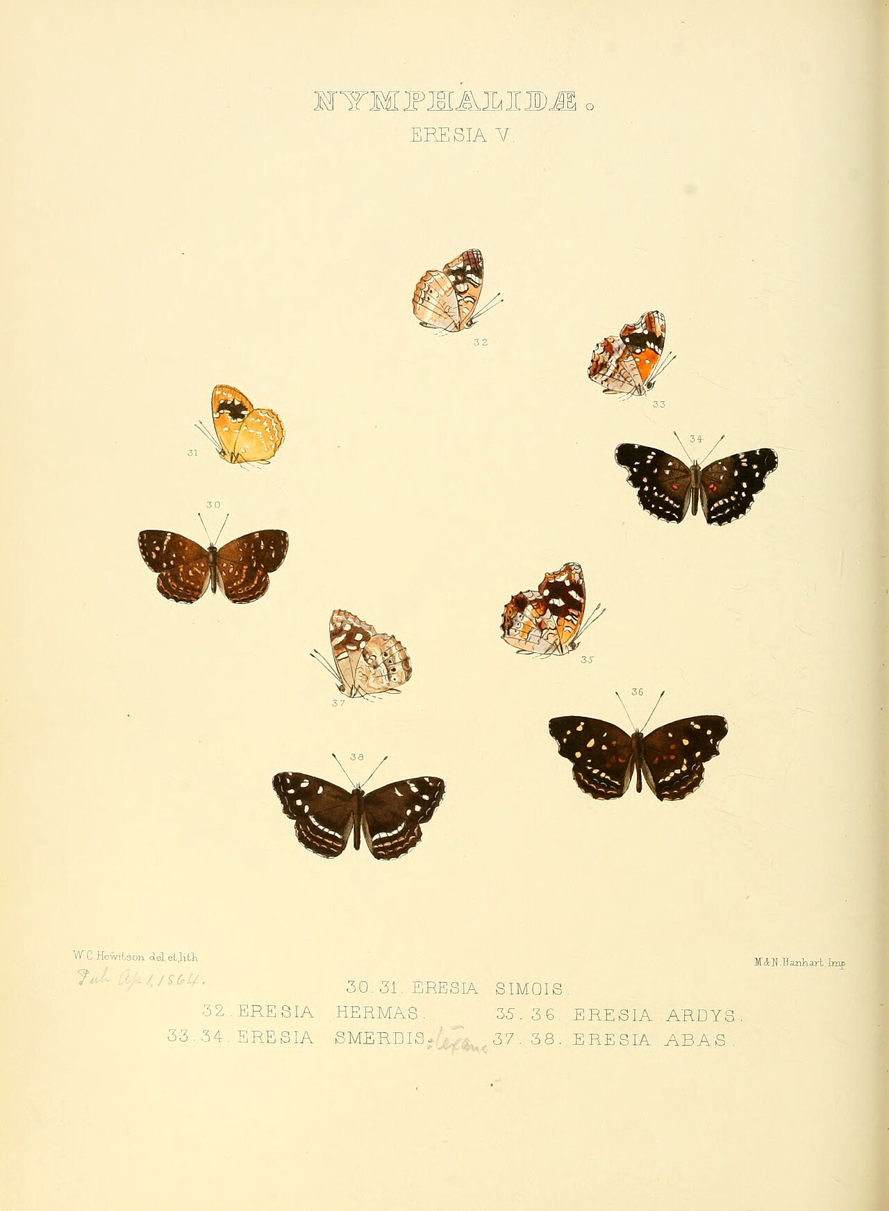 Phystis simois