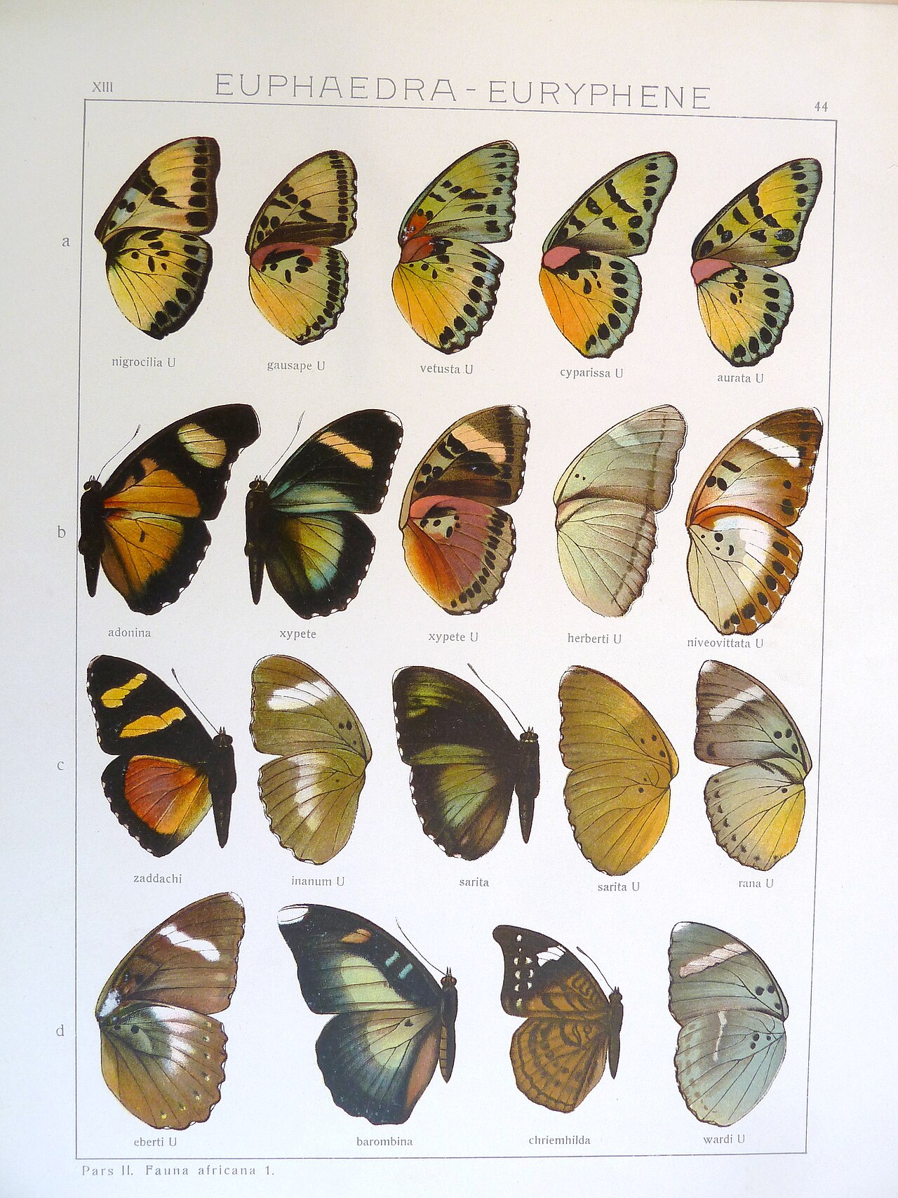 Euphaedra sarita