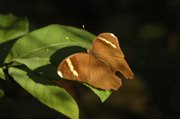Euphaedra spatiosa