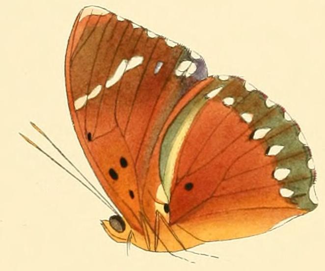Euphaedra zampa