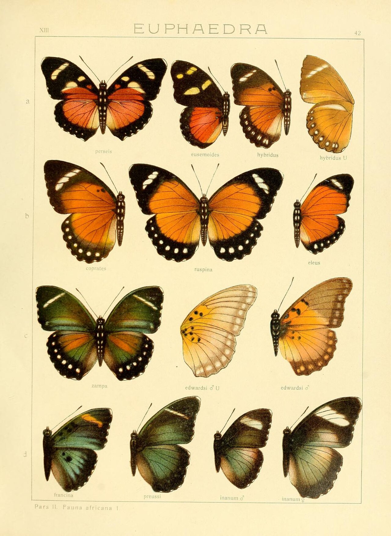 Euphaedra coprates