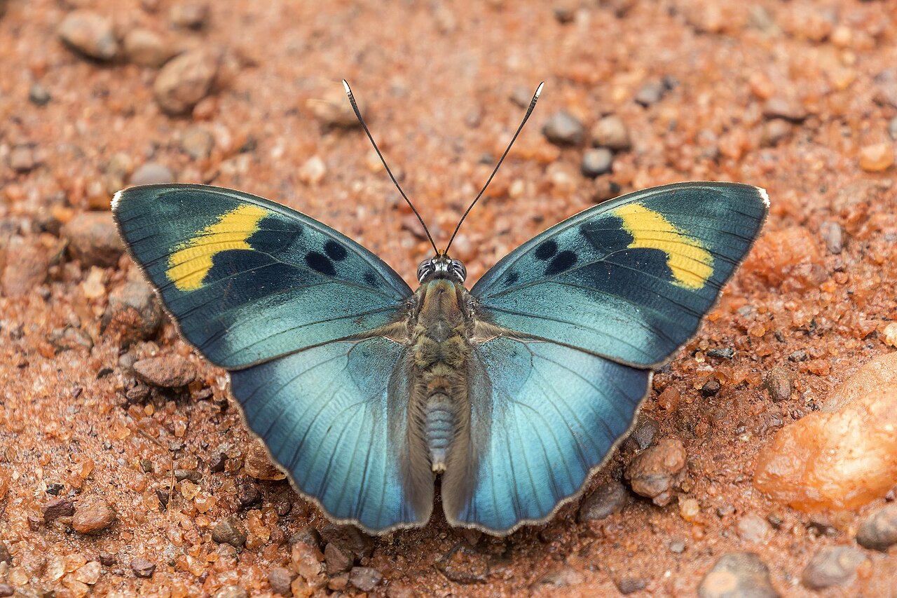 Euphaedra medon