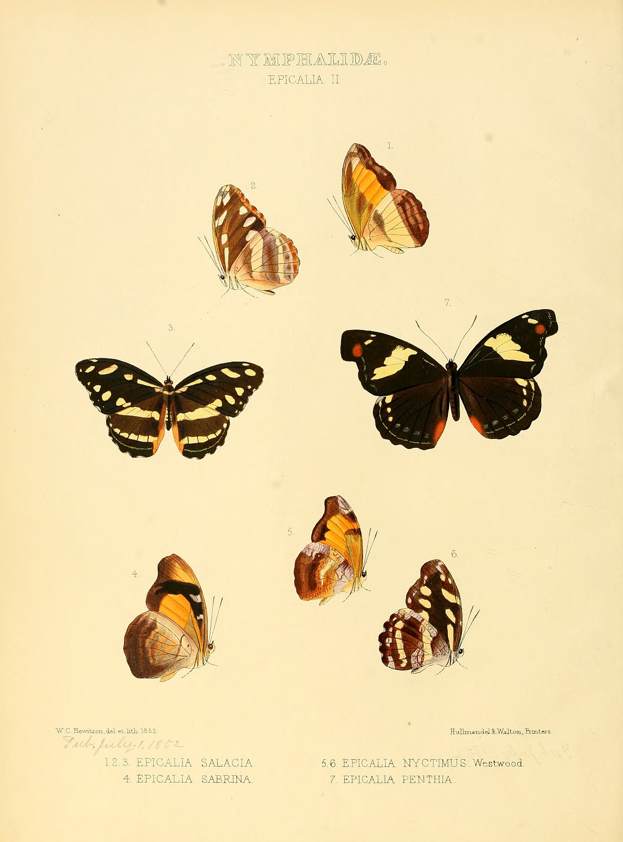 Catonephele nyctimus