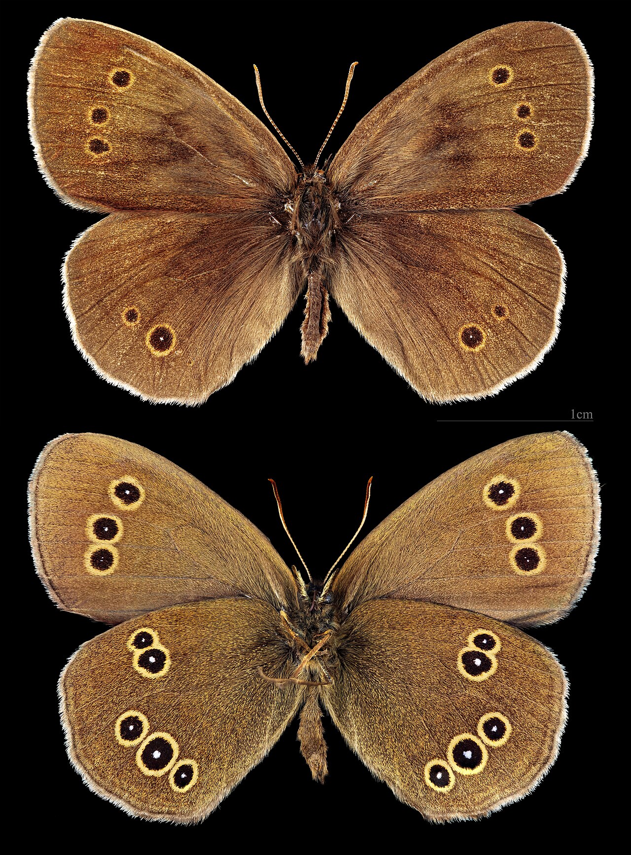 阿芬眼蝶（Aphantopus hyperantus）