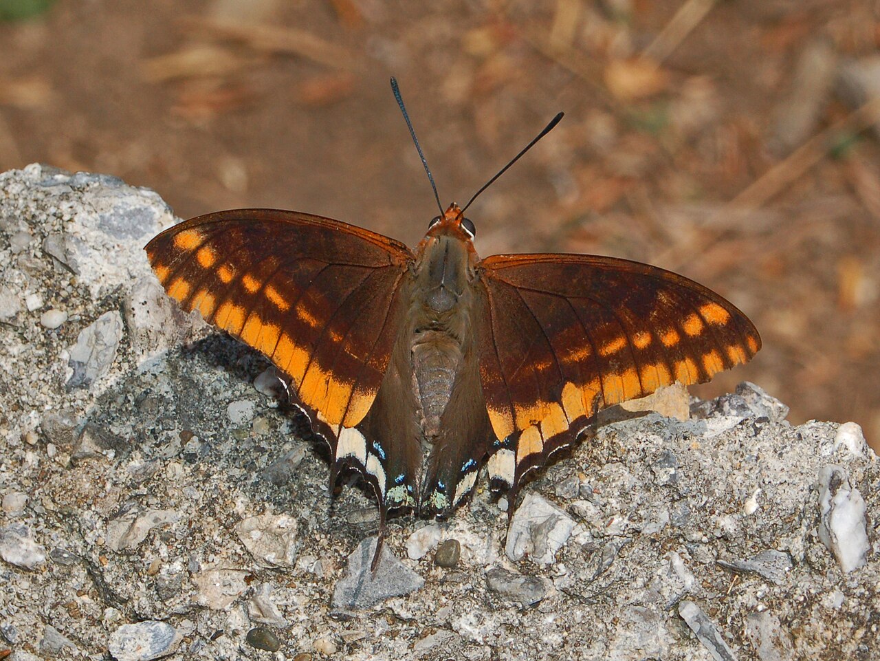 Charaxes jasius