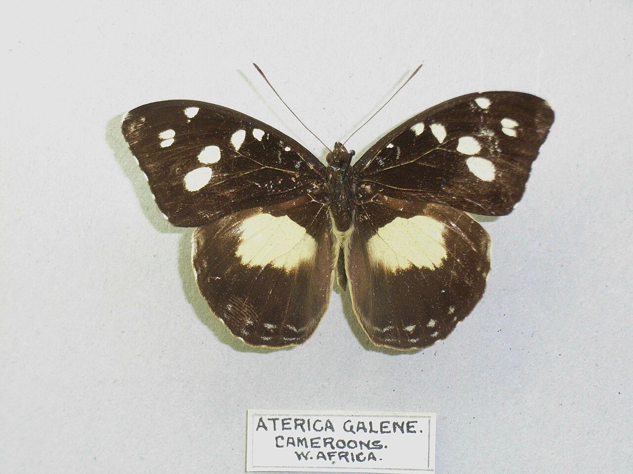 Aterica galene
