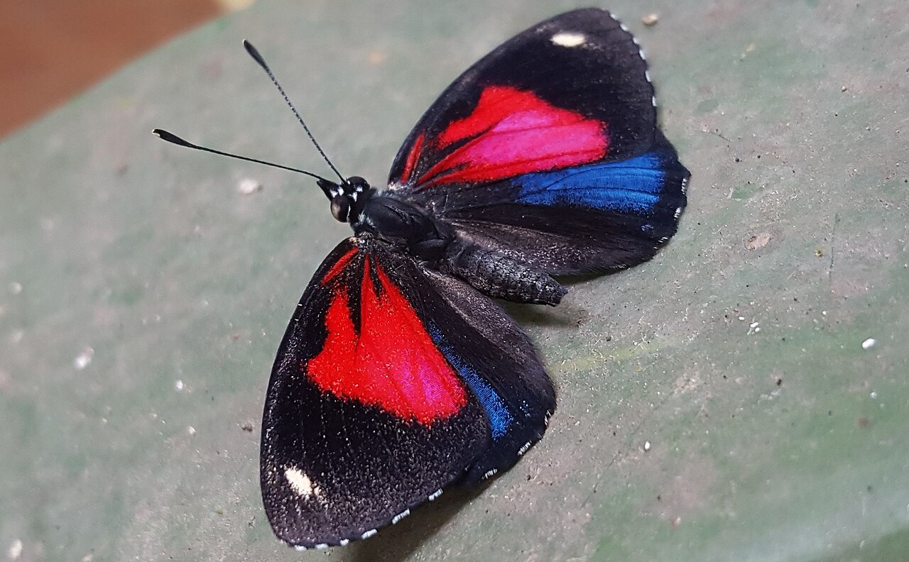 Catagramma pyracmon