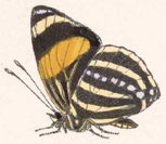 Catagramma atacama