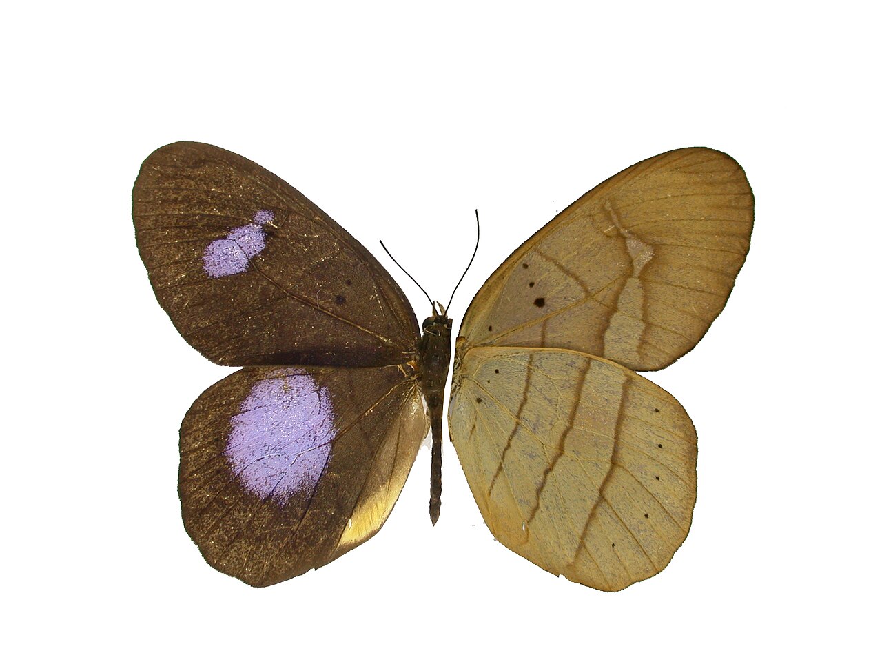 Pierella hortona