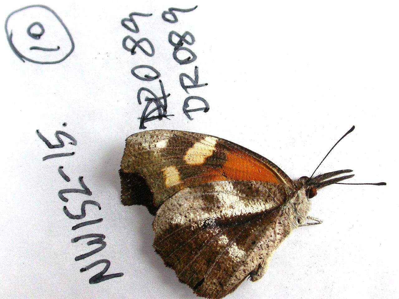 Libytheana terena