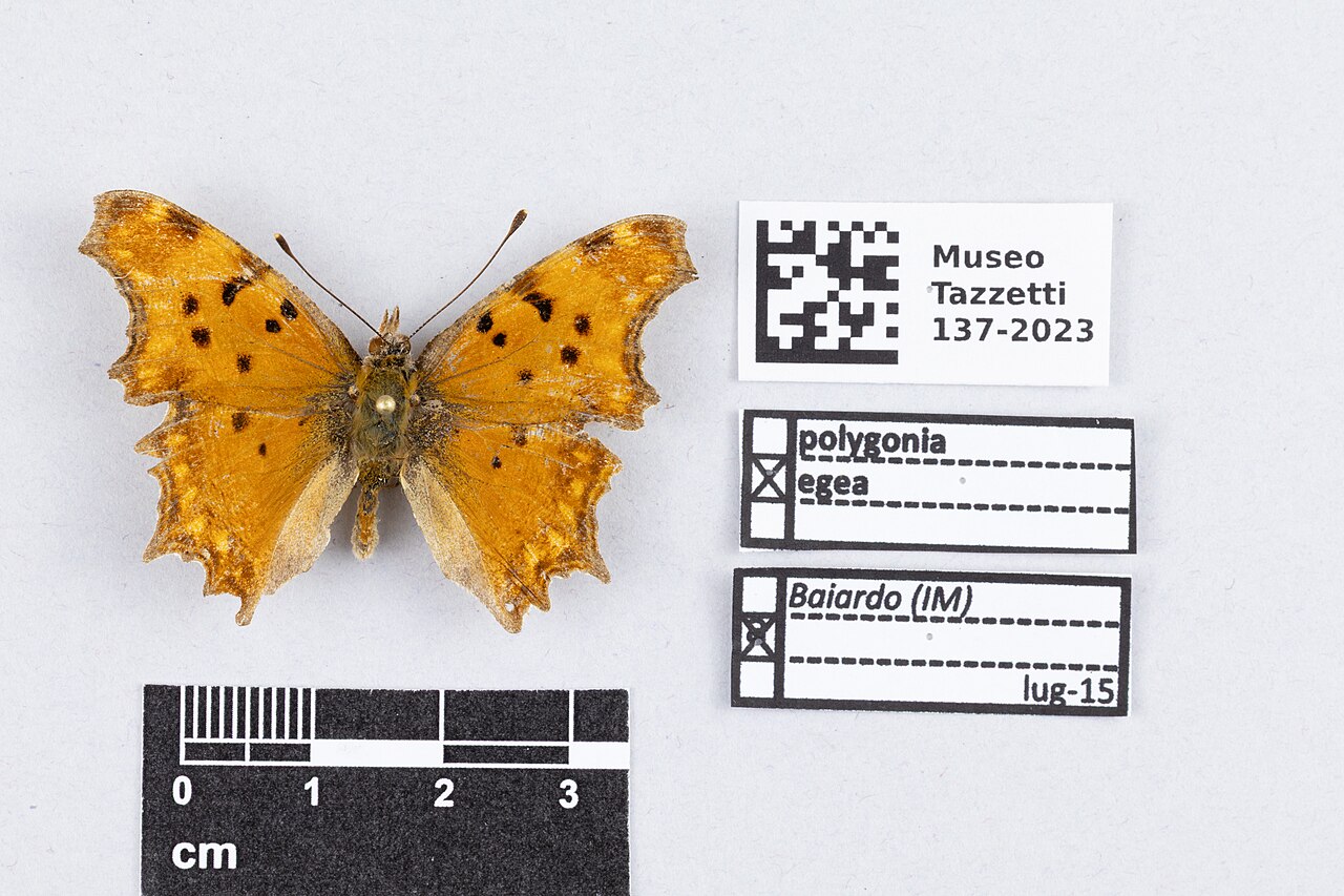 Polygonia egea