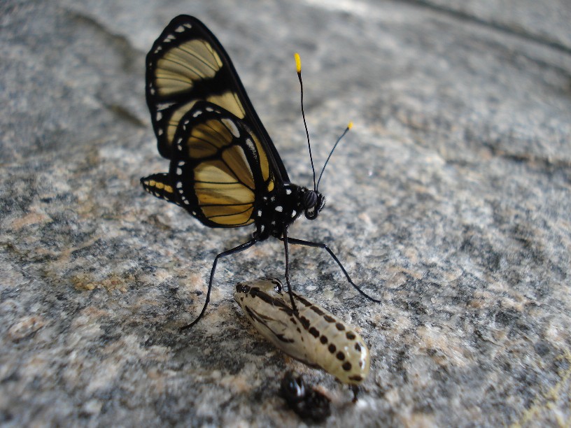 透翅綃蝶（Methona themisto）