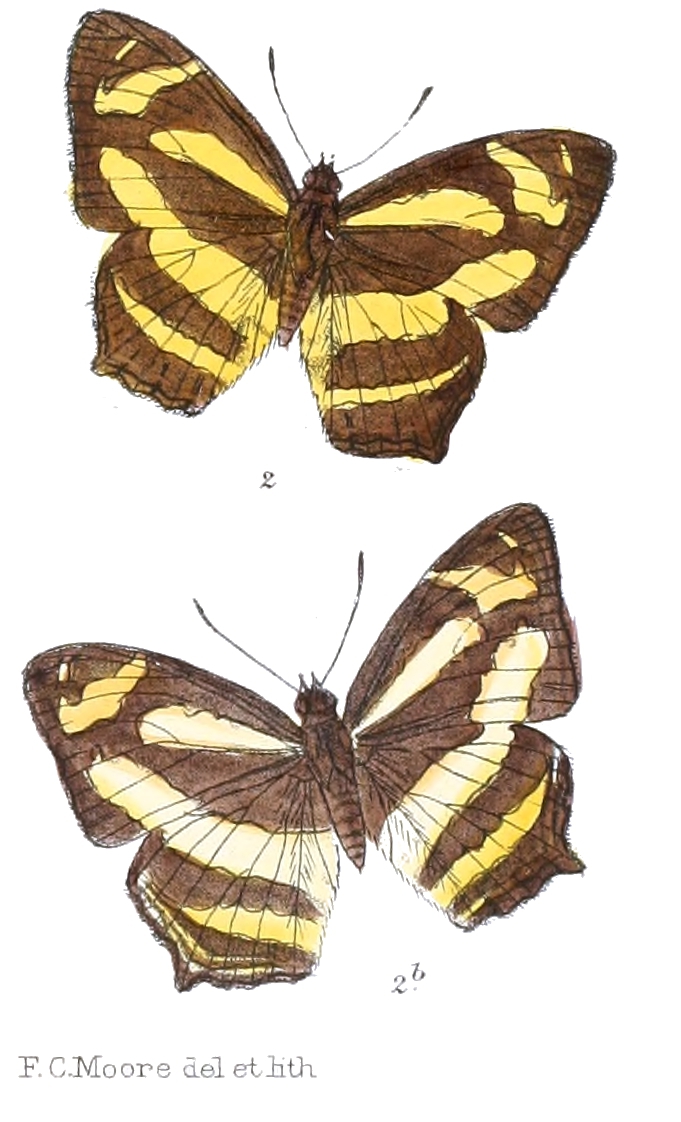 Symbrenthia silana