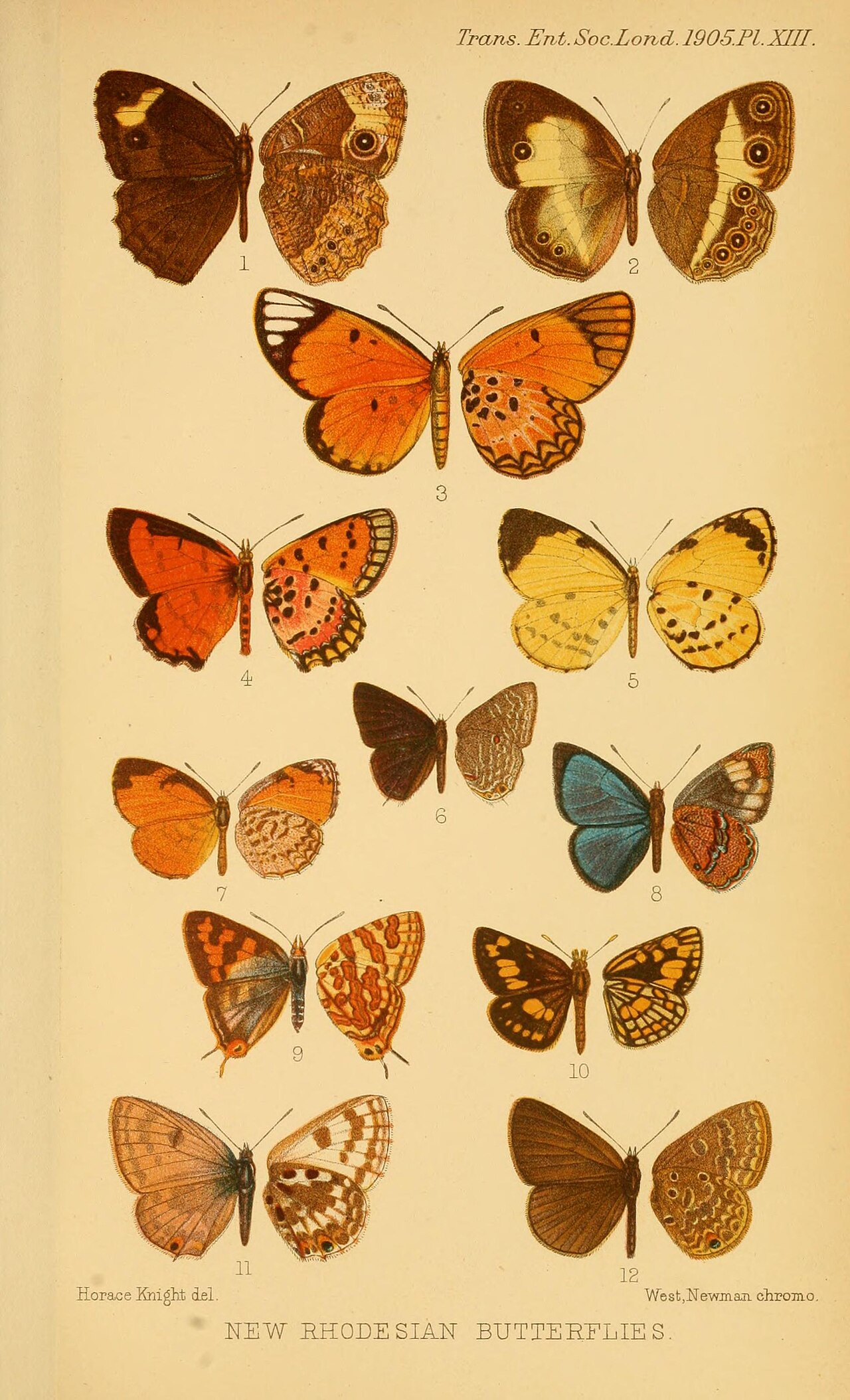 Henotesia centralis