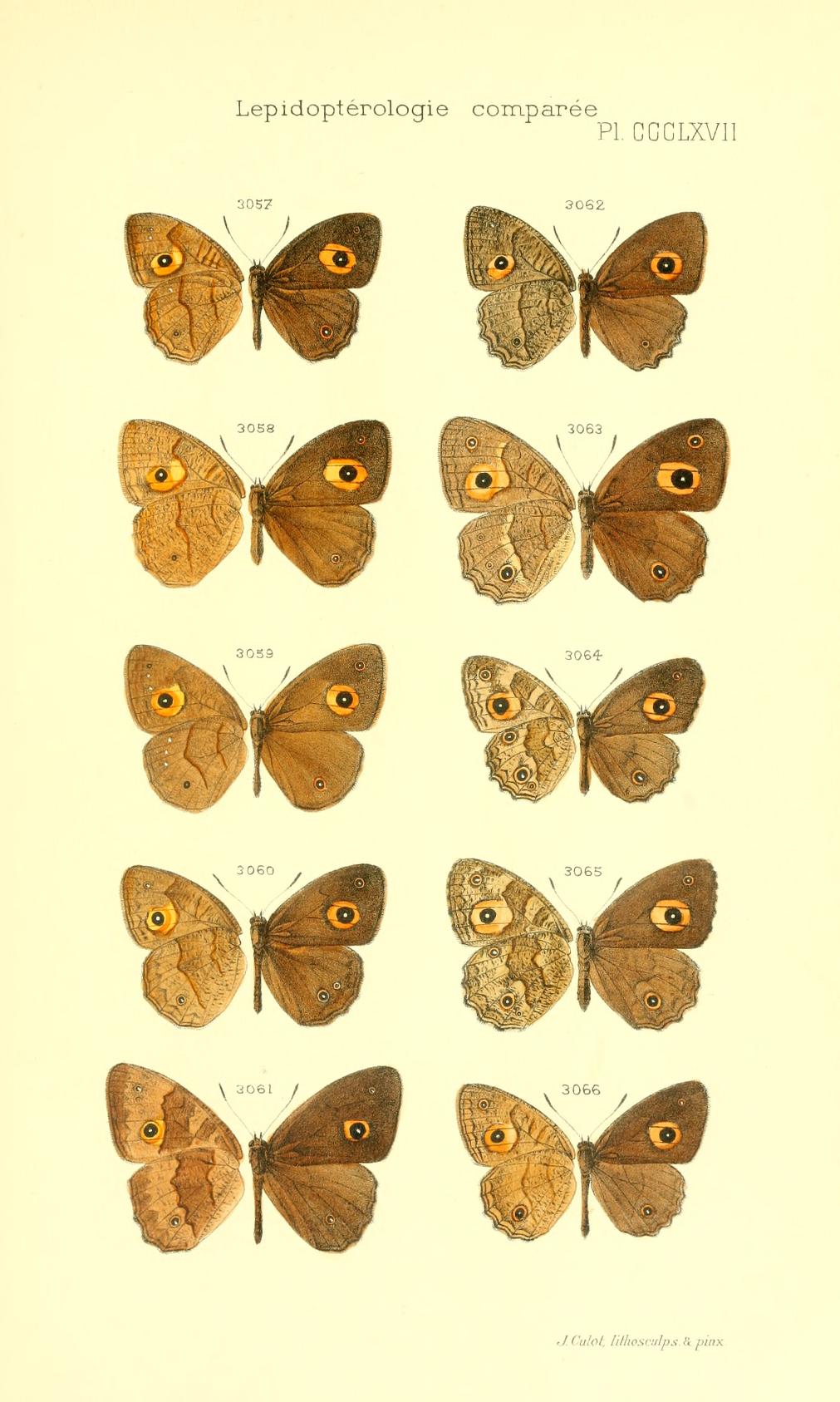 Henotesia subsimilis