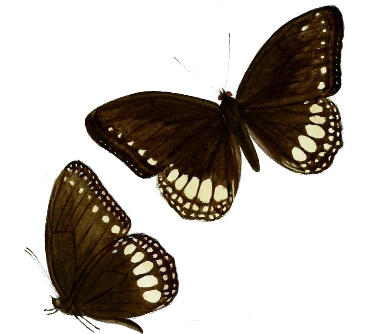 Ethope diademoides