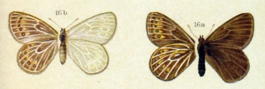 蟾眼蝶（Triphysa phryne）