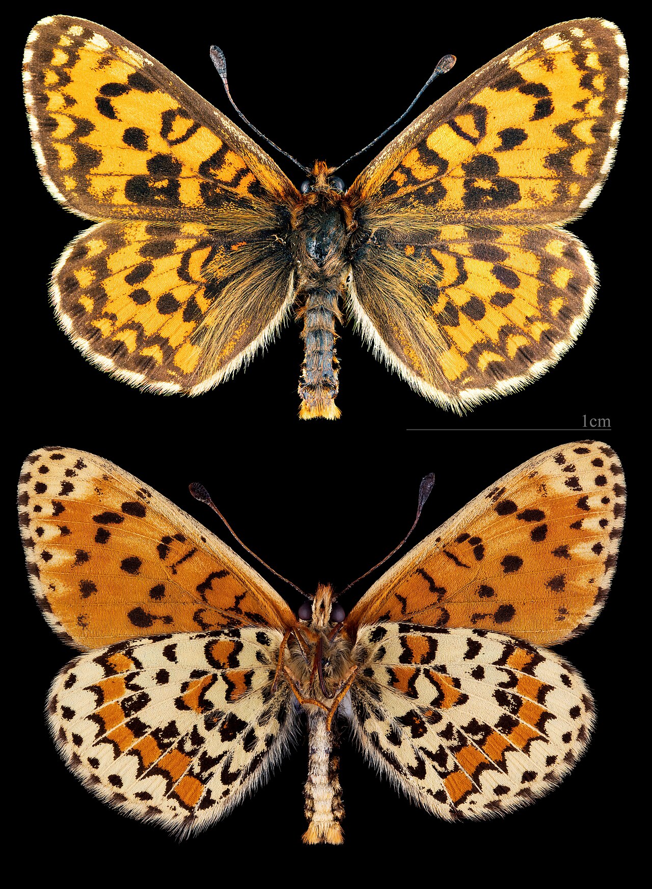 Melitaea trivia