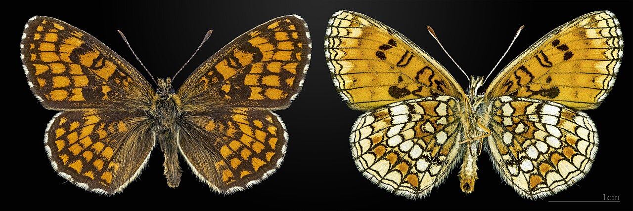 Melitaea athalia